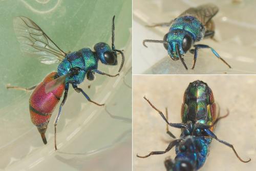 Réf. 286 504 : Chrysis analis